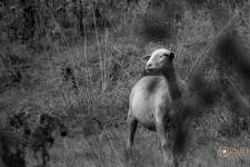 Guillain BOUQUET - GUILLAIN BOUQUET